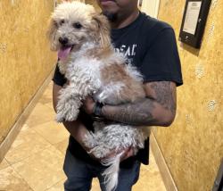 Found/Stray Unknown Dog last seen Wilshire and wilton, Los Angeles, CA 90005