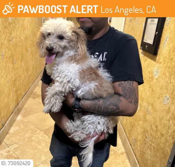 Found/Stray Unknown Dog last seen Wilshire and wilton, Los Angeles, CA 90005