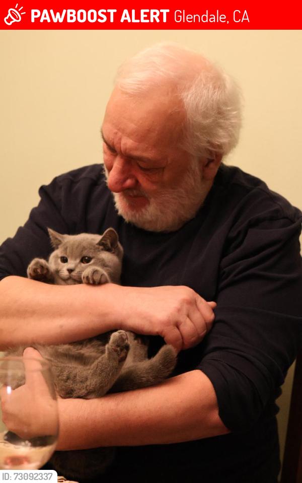 Lost Male Cat last seen Columbus, Glendale, CA 91203