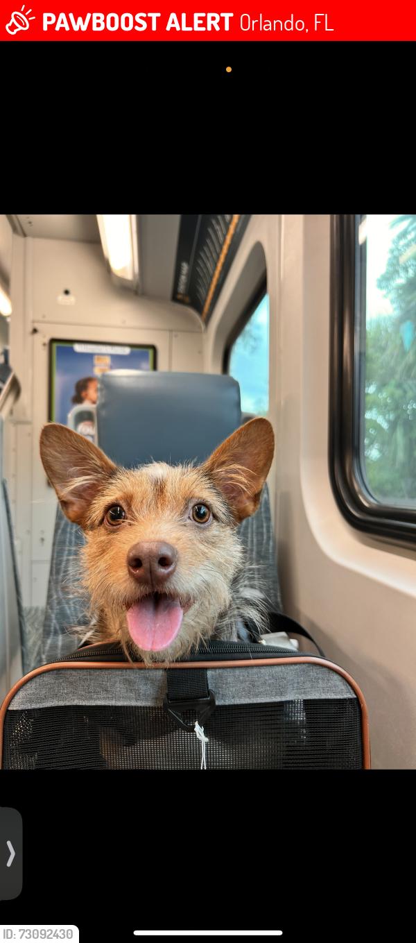 Lost Female Dog last seen Valencia college, Orlando, FL 32807