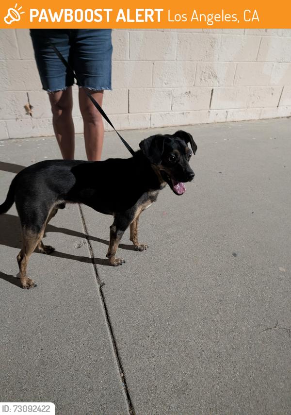 Found/Stray Female Dog last seen Irma ave, Los Angeles, CA 91042