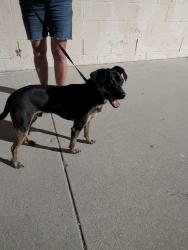 Found/Stray Female Dog last seen Irma ave, Los Angeles, CA 91042