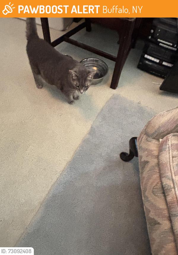 Found/Stray Female Cat last seen Lincoln/Amherst, Buffalo, NY 14216
