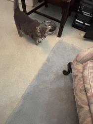 Found/Stray Female Cat last seen Lincoln/Amherst, Buffalo, NY 14216