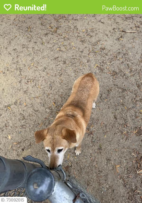 Reunited Female Dog last seen Mission Hills Park, Daly City, CA 94014