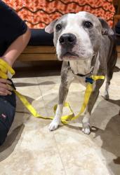 Reunited Male Dog last seen Comanche and Juan Tabo, Albuquerque, NM 87111