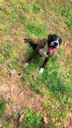 Reunited Female Dog last seen Highway 17, Wahneta, FL 33839