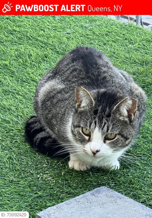 Lost Female Cat last seen 21st ave and Steinway street, Queens, NY 11105