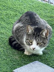 Lost Female Cat last seen 21st ave and Steinway street, Queens, NY 11105