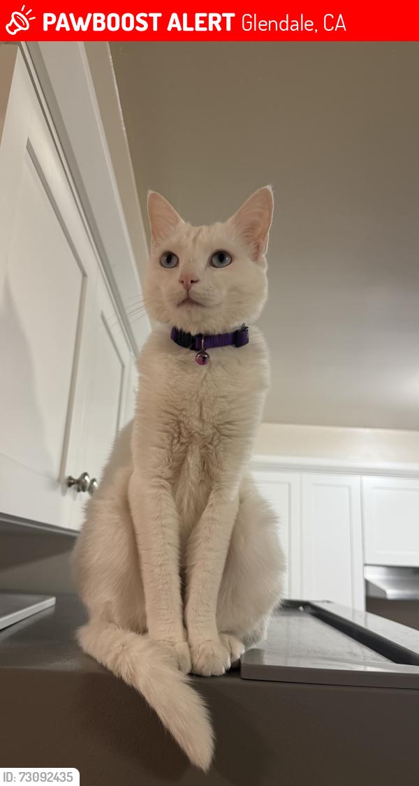Lost Female Cat last seen Lake, Glendale, CA 91201