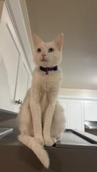 Lost Female Cat last seen Lake, Glendale, CA 91201