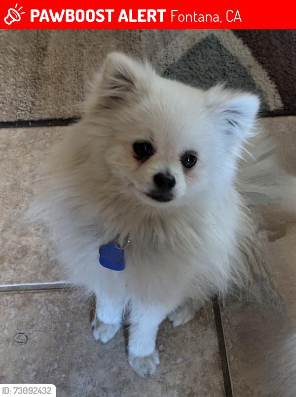 Lost Male Dog last seen Rustic, Fontana, CA 92337