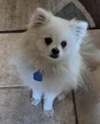 Lost Male Dog last seen Rustic, Fontana, CA 92337