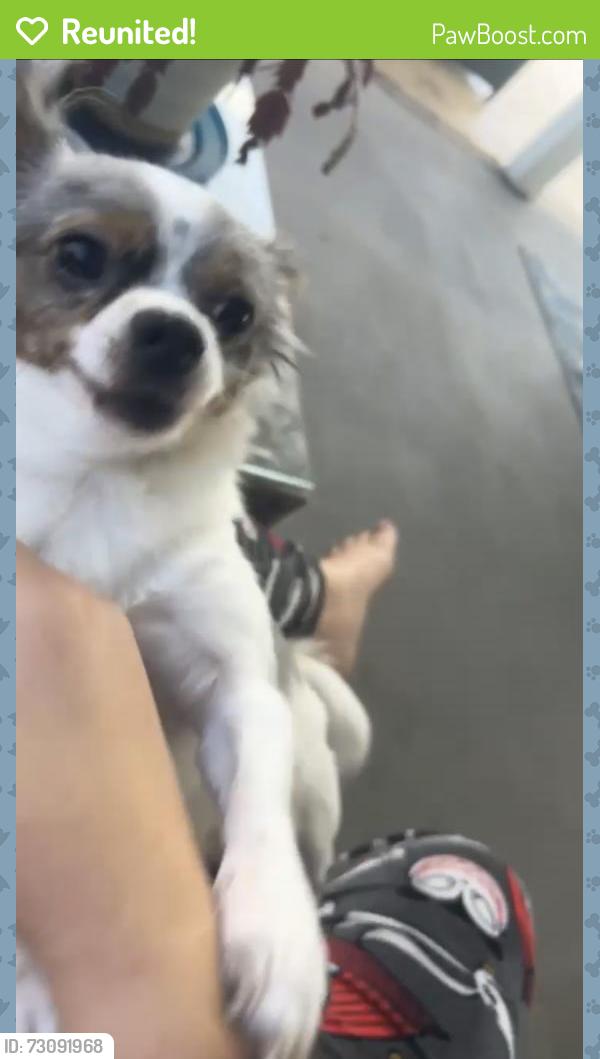 Reunited Male Dog last seen A1a and pinetree, Indialantic, FL 32903