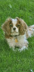 Lost Female Dog last seen Millbrook Ct. /Pleasant View, Rochester Hills, MI 48306