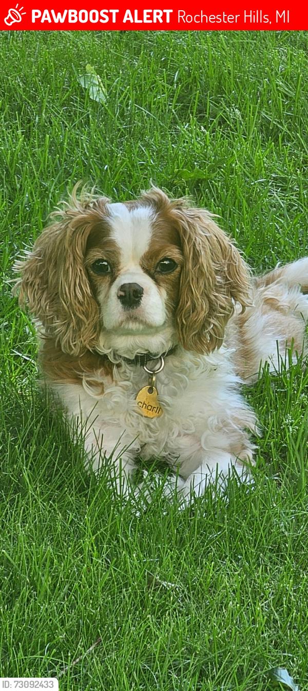 Lost Female Dog last seen Millbrook Ct. /Pleasant View, Rochester Hills, MI 48306
