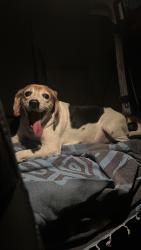 Reunited Male Dog last seen Cocoanut Row and Primavera Way - Palm Beach FL, Palm Beach, FL 33480