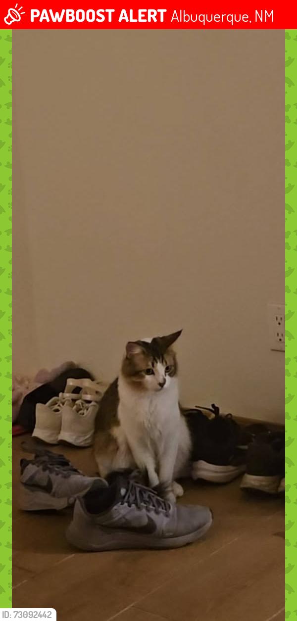 Lost Male Cat last seen Eubank and Richfield, Albuquerque, NM 87122