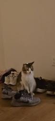 Lost Male Cat last seen Eubank and Richfield, Albuquerque, NM 87122