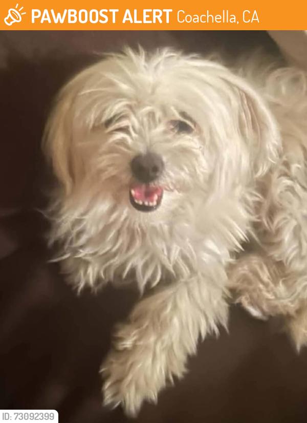 Found/Stray Female Dog last seen 53rd & Harrison, Coachella, CA, Coachella, CA 92236