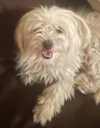 Found/Stray Female Dog last seen 53rd & Harrison, Coachella, CA, Coachella, CA 92236