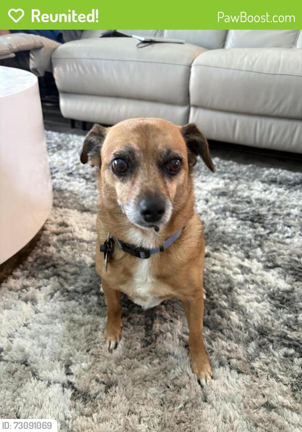 Reunited Male Dog last seen Pioneer Trail between waters edge and Venetian , Port Orange, FL 32128