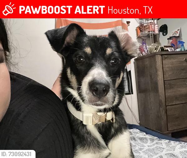 Lost Female Dog last seen Little York north Houston , Houston, TX 77032
