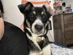 Lost Female Dog last seen Little York north Houston , Houston, TX 77032