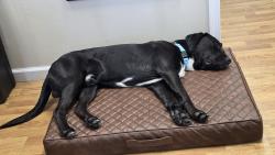 Reunited Male Dog last seen Floresta/crosstown, Port St. Lucie, FL 34983