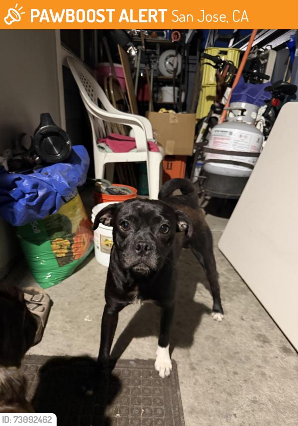 Found/Stray Unknown Dog last seen Near Seven Trees, San Jose, CA 95111