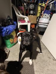 Found/Stray Unknown Dog last seen Near Seven Trees, San Jose, CA 95111
