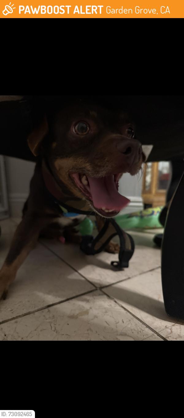 Found/Stray Male Dog last seen Katella and stratford, Garden Grove, CA 92840