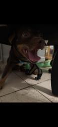 Found/Stray Male Dog last seen Katella and stratford, Garden Grove, CA 92840