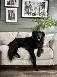 Lost Male Dog last seen Emerald and Olive, Vista, CA 92083