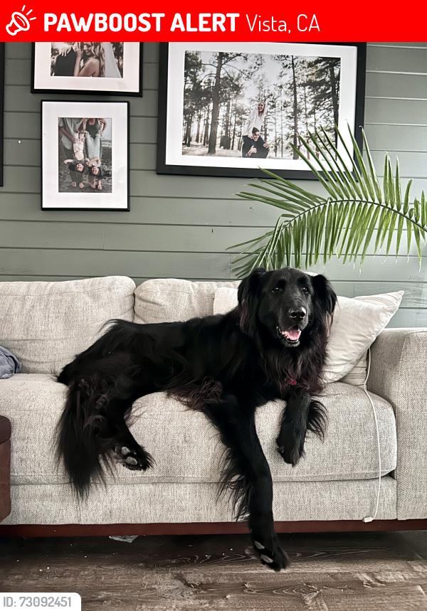 Lost Male Dog last seen Emerald and Olive, Vista, CA 92083