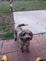 Reunited Female Dog last seen I40 east between exit 148 and 150, Mebane, NC 27302