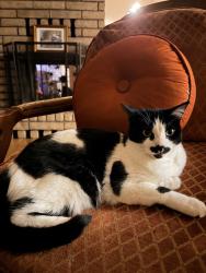 Lost Female Cat last seen Donway and Lake Canyon, Rowland Heights, CA 91789