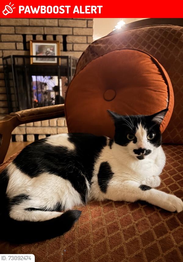 Lost Female Cat last seen Donway and Lake Canyon, Rowland Heights, CA 91789