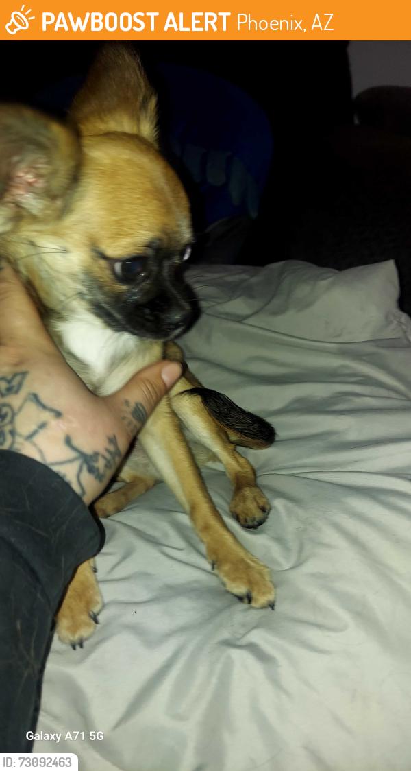 Found/Stray Female Dog last seen 2nd st and cody dr., Phoenix, AZ 85040
