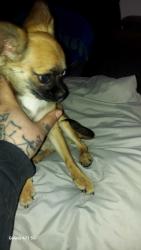 Found/Stray Female Dog last seen 2nd st and cody dr., Phoenix, AZ 85040