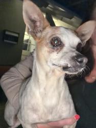 Found/Stray Male Dog last seen Kelton/Pyramid, San Diego, CA 92114