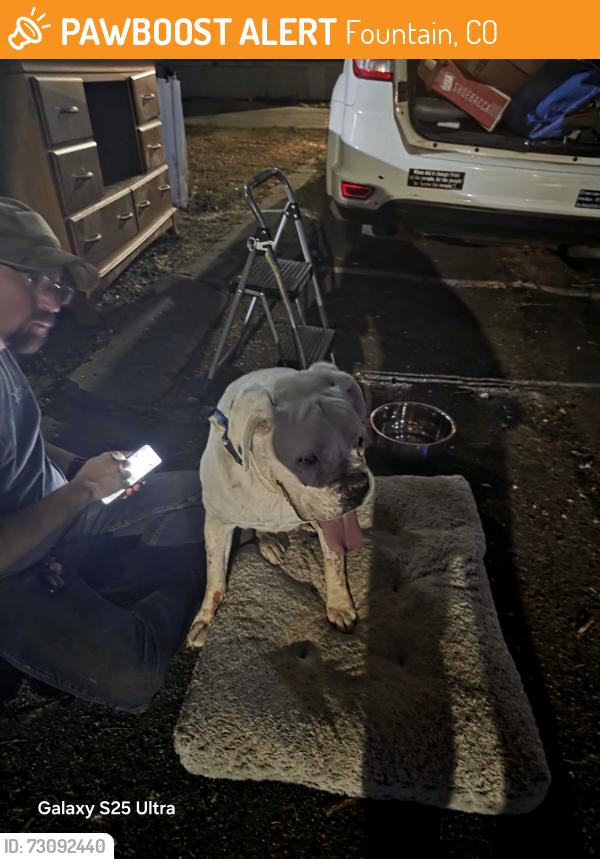 Found/Stray Male Dog last seen Crest dr/ Santa fe near 711, Fountain, CO 80913