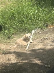 Lost Male Dog last seen Brooks park, San Antonio, TX 78223