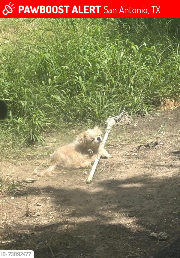 Lost Male Dog last seen Brooks park, San Antonio, TX 78223