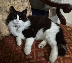 Lost Male Cat last seen Kentish Dr SW & 75th Ave Sw, Calgary, AB T2V 2L3