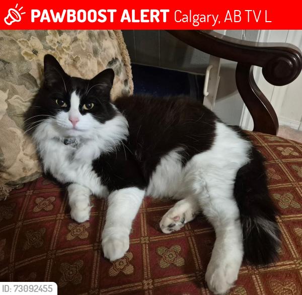 Lost Male Cat last seen Kentish Dr SW & 75th Ave Sw, Calgary, AB T2V 2L3