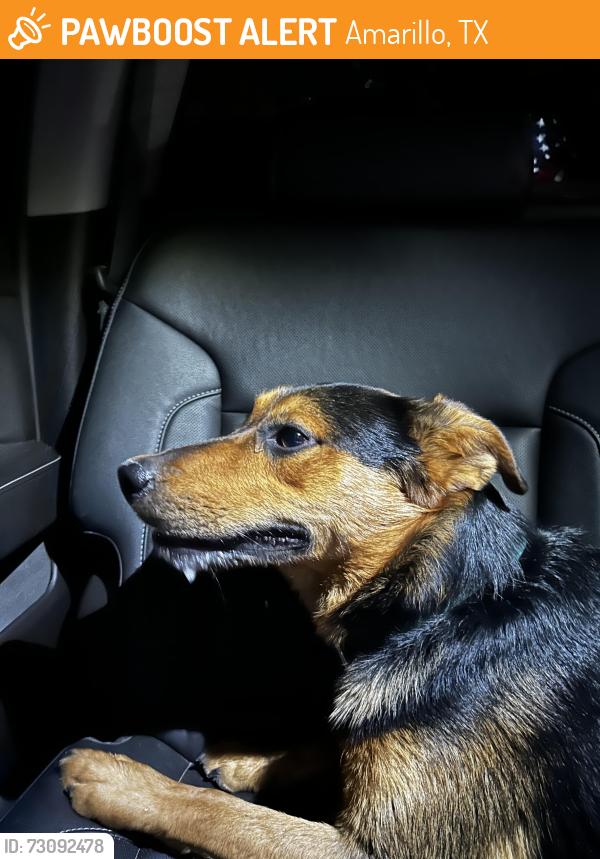 Found/Stray Male Dog last seen Found on I40 near Ross and Osage, Amarillo, TX 79106