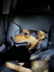 Found/Stray Male Dog last seen Found on I40 near Ross and Osage, Amarillo, TX 79106