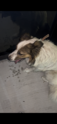 Found/Stray Unknown Dog last seen Near Jim wright fwy, Lake Worth, TX 76135