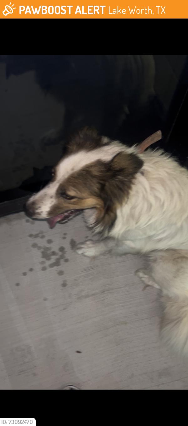 Found/Stray Unknown Dog last seen Near Jim wright fwy, Lake Worth, TX 76135